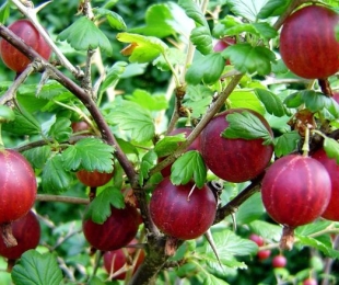Развиване на цариградско грозде: Характеристики на образуването на храст