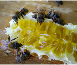 ดูแลผึ้ง
