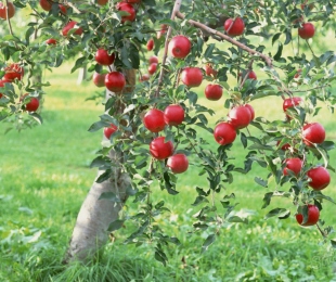 ต้นไม้แอปเปิ้ล, การลงจอดและการดูแล