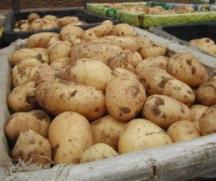 Уникален метод за отглеждане на картофи