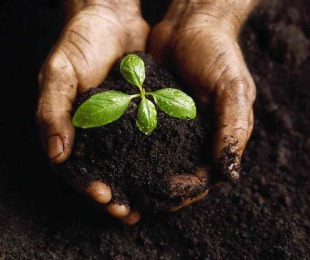 ¿Qué fertilizantes deben hacerse en primavera?