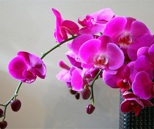 Orquídea em casa, pouso e cuidado