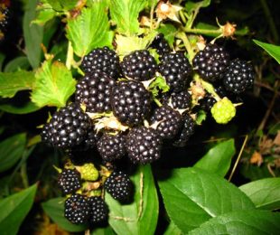 BlackBerry ბაღი, სადესანტო და ზრუნვა