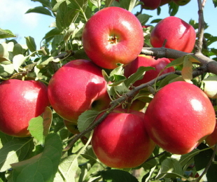 Ябълкова дървета проста, кацане и грижа