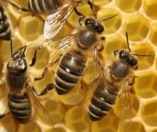 Como transplantar abelhas