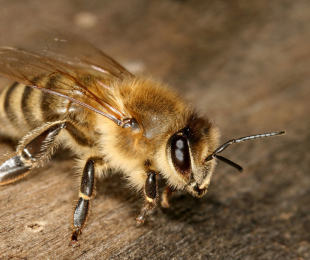 Pitje polje za čebele to storite sami