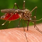 Уничтожитель комаров