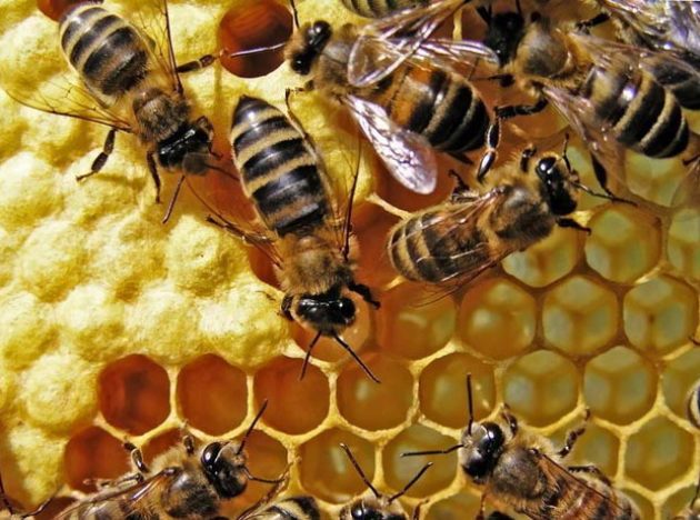 การเลี้ยงผึ้งสองทาง: คุณสมบัติของผึ้ง