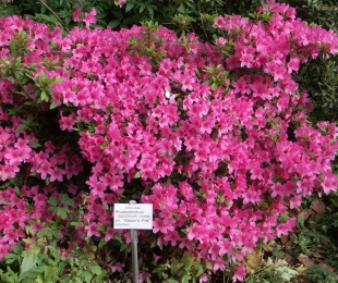 Rhododendron ვარდისფერი, სადესანტო და ზრუნვა