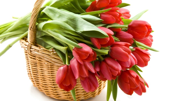 Pestovanie tulipánov v Teplitskej: Vlastnosti pasienkov a starostlivosti