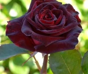 Rose príncipe negro, aterrizaje y cuidado.