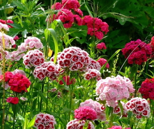 Carnation ჩინური, სადესანტო და ზრუნვა