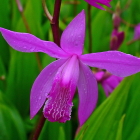 Bletilla, Landing and Care