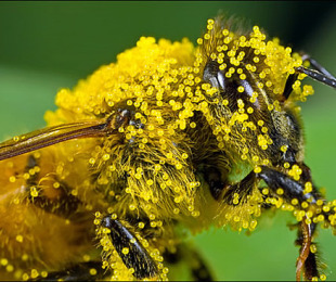 მოზიდვა pollinators for ხილის მცენარეები