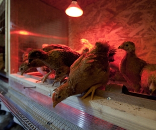 sistema di illuminazione finestra di pollo