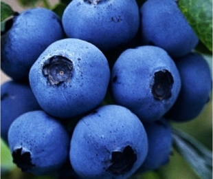 Blueberry Spartan, pouso e cuidados