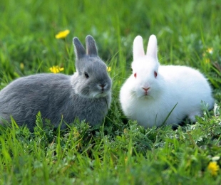Come fare un vivaio per i conigli