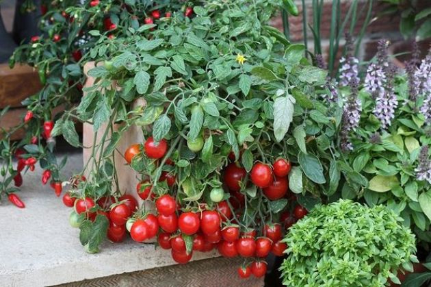 Talismán, aterrizaje y cuidado de los tomates.