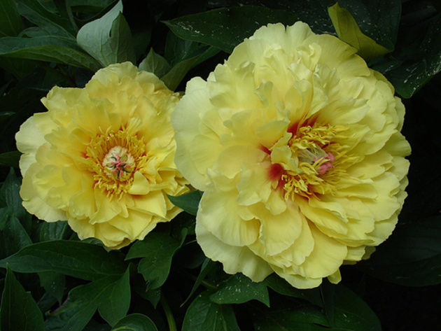 Ito Peonies, Landing and Care