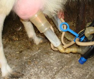 How to make a milking machine with your own hands