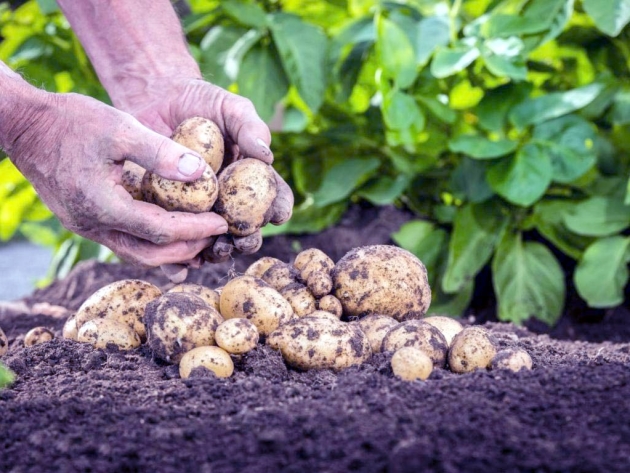 Batatas crescentes na tecnologia holandesa
