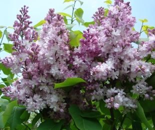 Stammer Lilac, Landing and Care