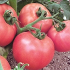 Odrody ružovej paradajky, pristátie a starostlivosť