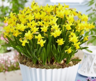 Daffodils indoor, atterraggio e cura