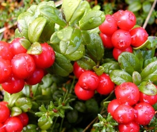 Cranberries Stevens, pouso e cuidados