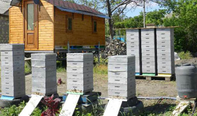 Какой домик для пчел выбрать и как размножить пчелиные семьи?