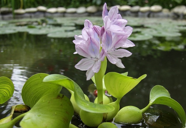 Hyacinth de água, pouso e cuidados