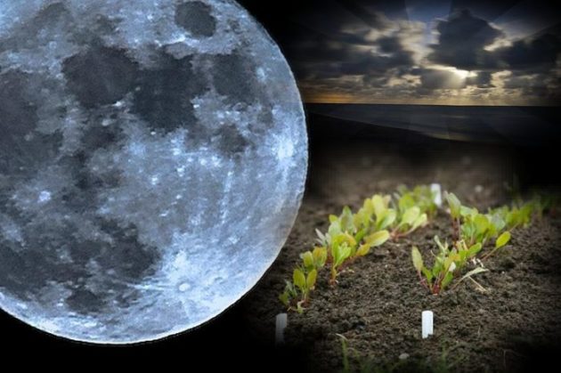 Calendario Lunar Gardener para 2019