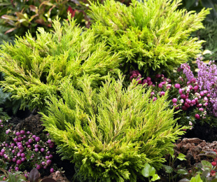 Juniper Lime Glow, Landing and Care