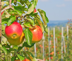 ต้นแอปเปิ้ลของลำไส้ใหญ่ในไซบีเรียการลงจอดและการดูแล
