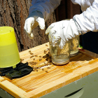 Podajalniki za čebele delajo sami
