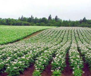 Ekologické poľnohospodárstvo