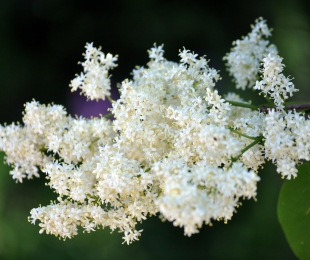 Lilac Amur, სადესანტო და ზრუნვა