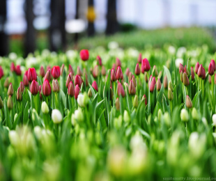 Botanické tulipány, pristátie a starostlivosť