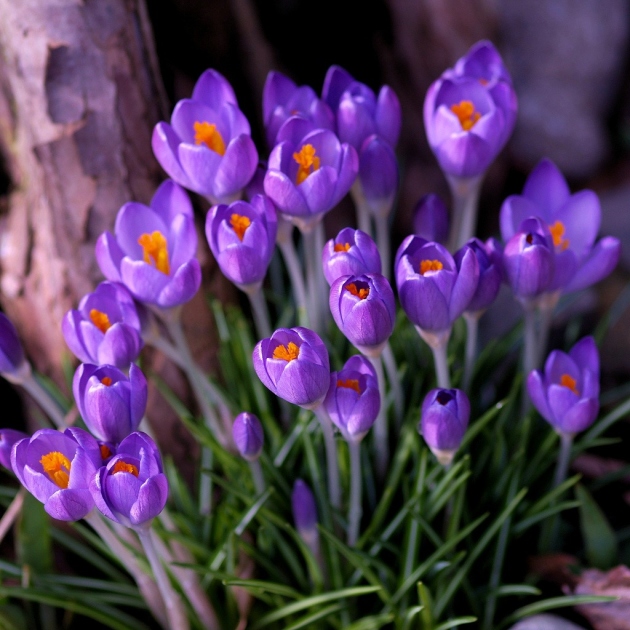 Crocuses, Landing and Care