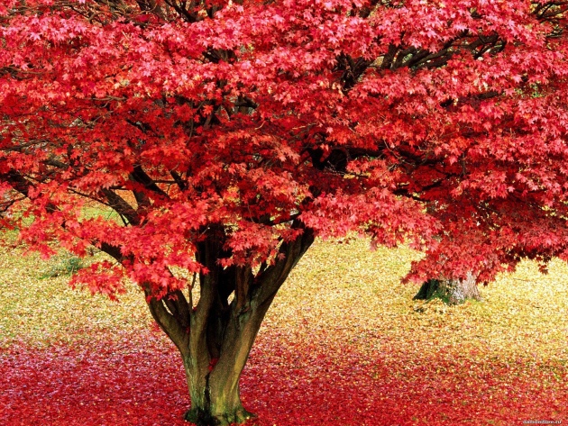 Red Maple, Landing and Care
