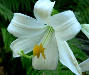 Lilies, სადესანტო და ზრუნვა ღია ნიადაგში