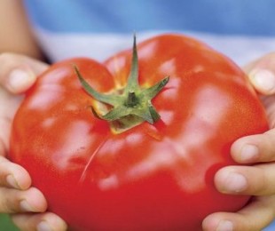 Grandes tomates - descrição