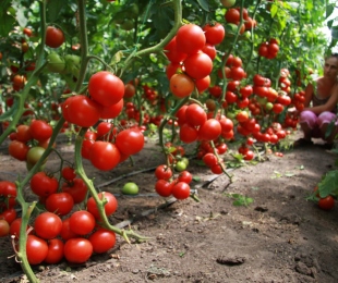 Como formar tomates
