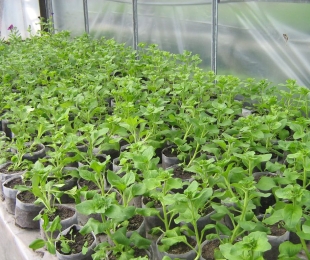 Ako pestovať sadenice v skleníku