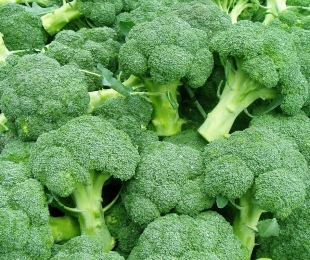 Broccoli zelje, pristanek in oskrba v odprtem tal