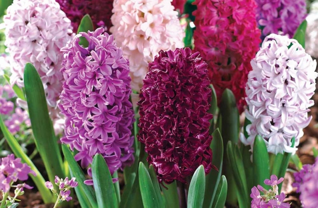Hyacinths, სადესანტო და მებაღეობის