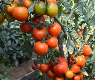 Clusch domates, iniş ve bakım
