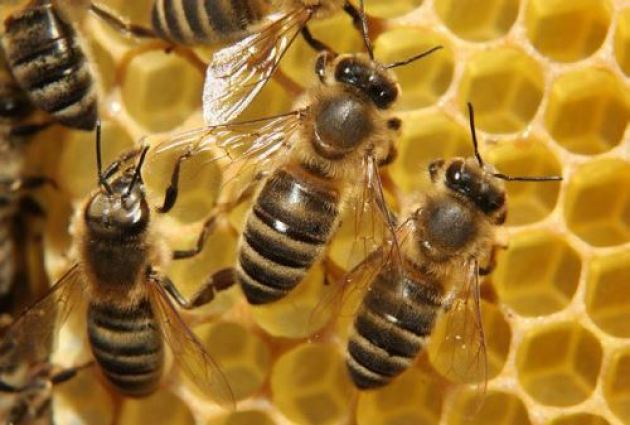 Πώς να μεταμοσχεύσουν τις μέλισσες