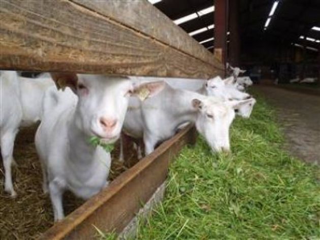 Как построить сарай для коз