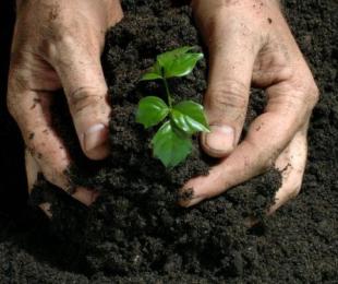 Herbicidi iz plevela: značilnosti uporabe